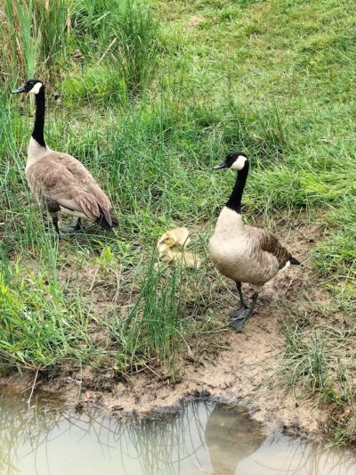 Johnson City Dog Park at Willow Springs [MEMBERS ONLY] - Johnson City, TN