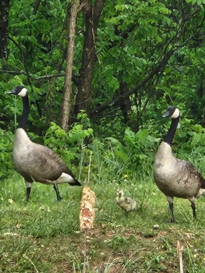 Johnson City Dog Park at Willow Springs [MEMBERS ONLY] - Johnson City, TN