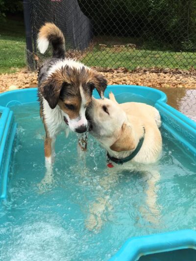 Johnson City Dog Park at Willow Springs [MEMBERS ONLY] - Johnson City, TN