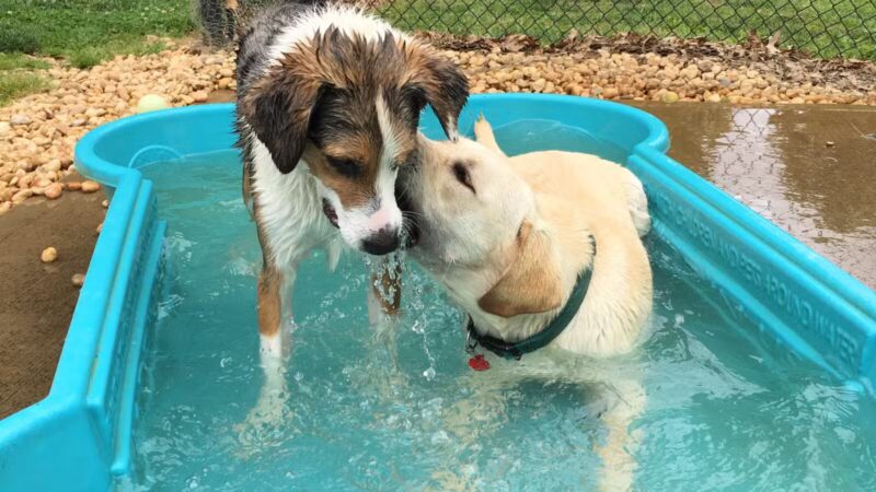 Johnson City Dog Park at Willow Springs [MEMBERS ONLY] - Johnson City, TN