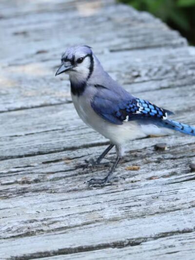 Joppatowne Park Fishing - Joppatowne, MD