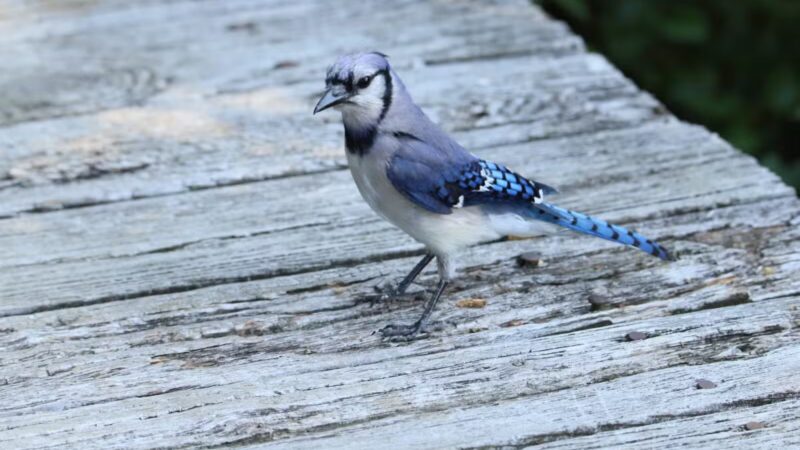 Joppatowne Park Fishing - Joppatowne, MD