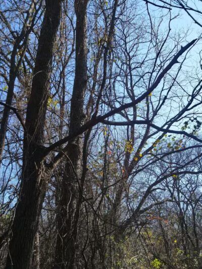 K9 Pointe Dog Park - Keller, TX