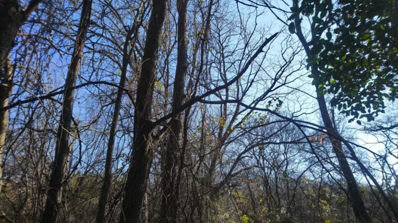 K9 Pointe Dog Park - Keller, TX