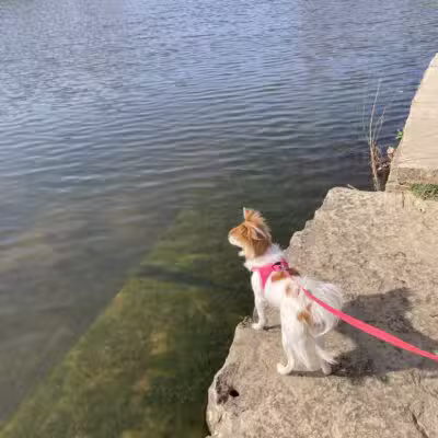 K9 Pointe Dog Park - Keller, TX