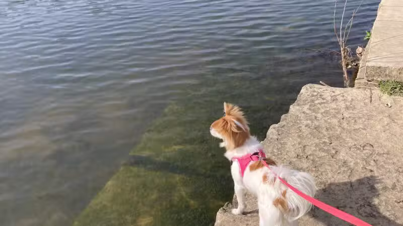 K9 Pointe Dog Park - Keller, TX
