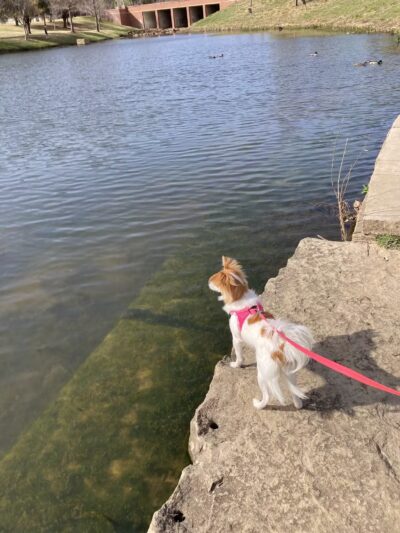 K9 Pointe Dog Park - Keller, TX