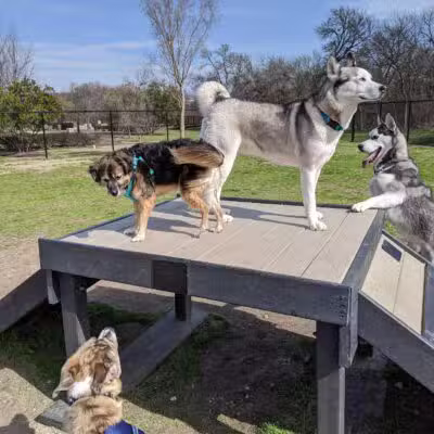 K9 Pointe Dog Park - Keller, TX