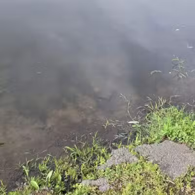 Black Brook Park - Kenilworth, NJ