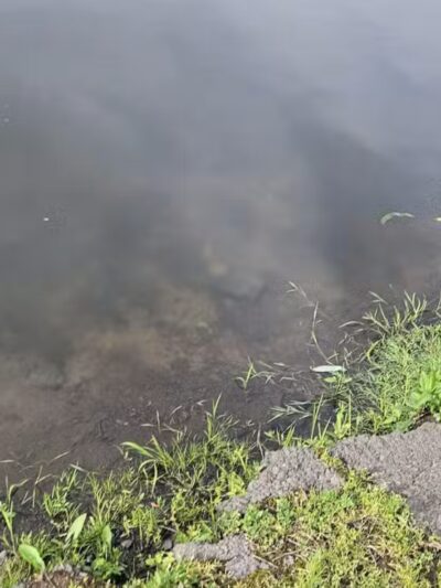 Black Brook Park - Kenilworth, NJ