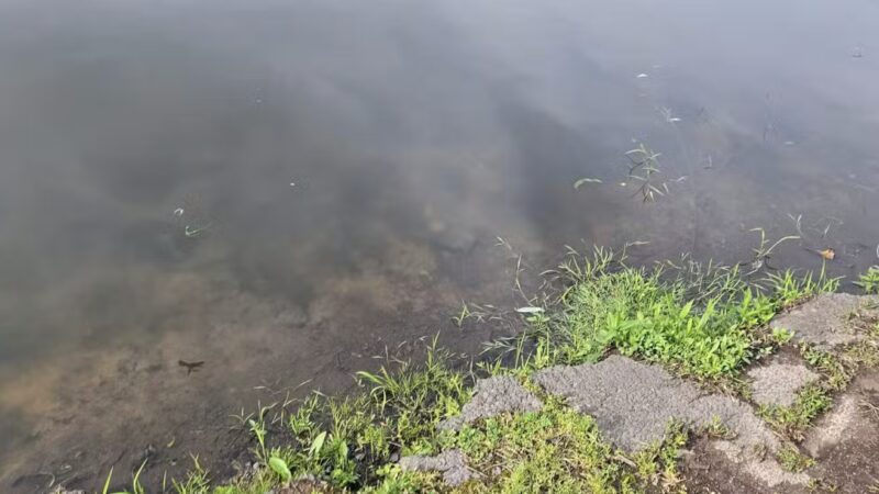 Black Brook Park - Kenilworth, NJ