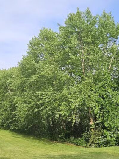 Black Brook Park - Kenilworth, NJ