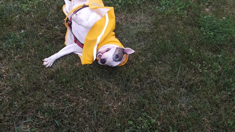 Bonita Ranch Park - Keyes, CA