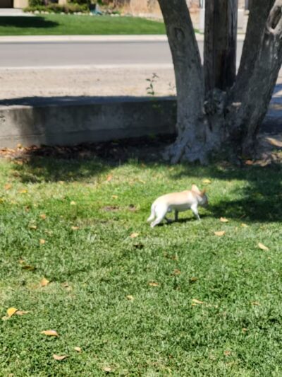 Hatch Park - Keyes, CA