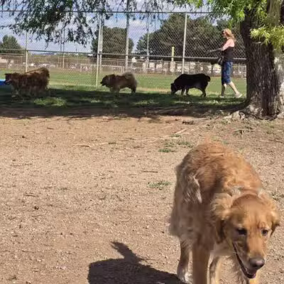 Centennial Park Dog Run - Kingman, AZ