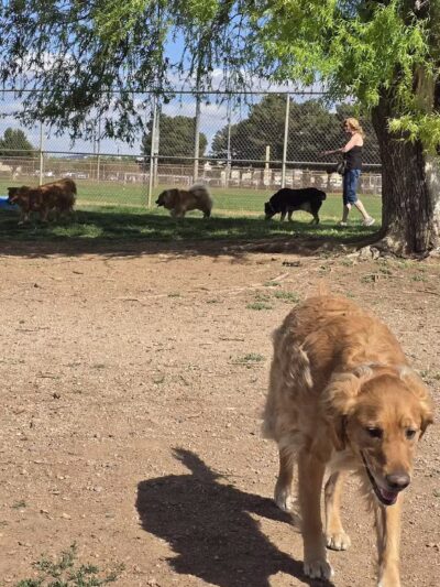 Centennial Park Dog Run - Kingman, AZ