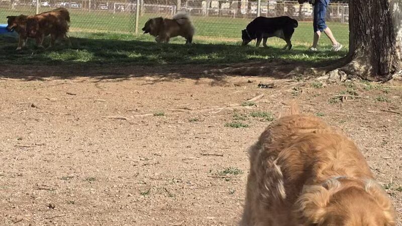 Centennial Park Dog Run - Kingman, AZ