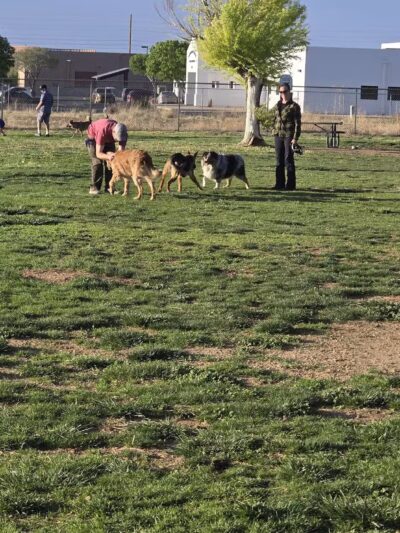 Centennial Park Dog Run - Kingman, AZ