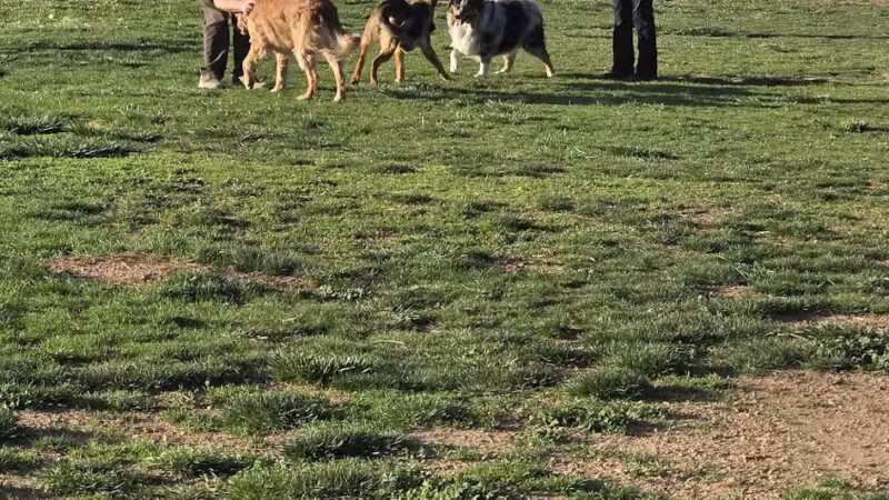 Centennial Park Dog Run - Kingman, AZ
