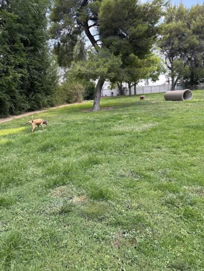 Kingman Dog Park - Kingman, AZ