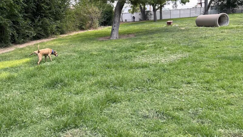 Kingman Dog Park - Kingman, AZ