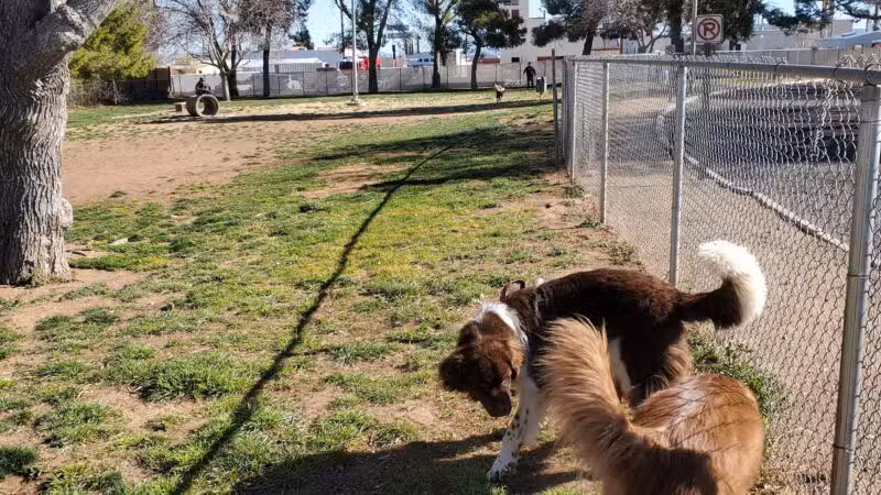 Kingman Dog Park - Kingman, AZ