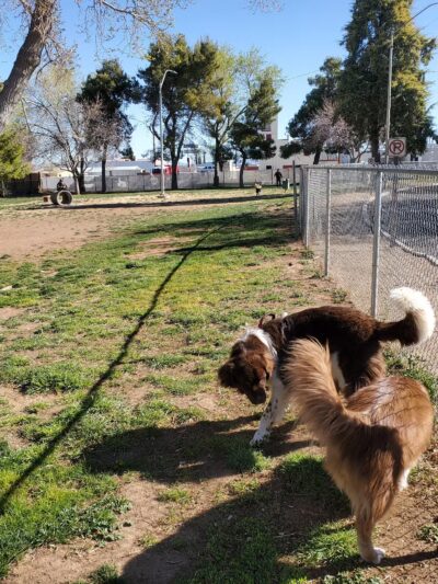 Kingman Dog Park - Kingman, AZ