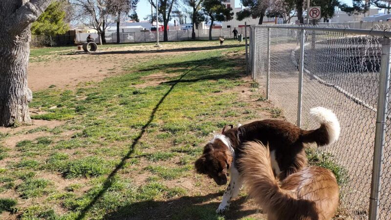 Kingman Dog Park - Kingman, AZ