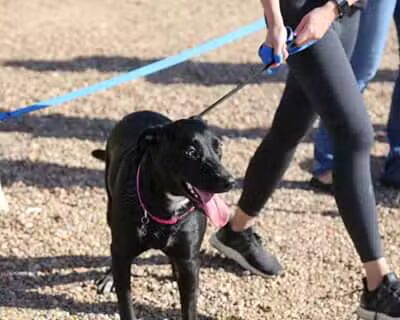 Willow's Dog Park - Kingman, AZ