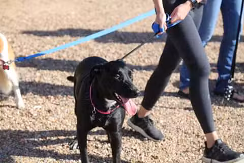 Willow's Dog Park - Kingman, AZ