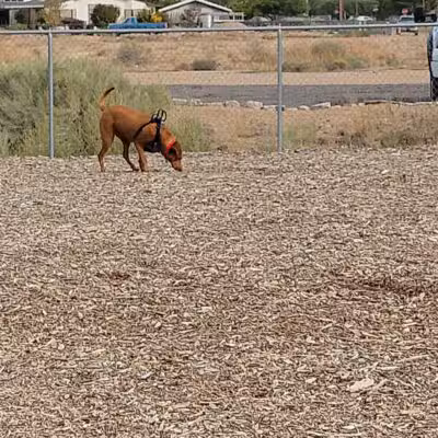Willow's Dog Park - Kingman, AZ