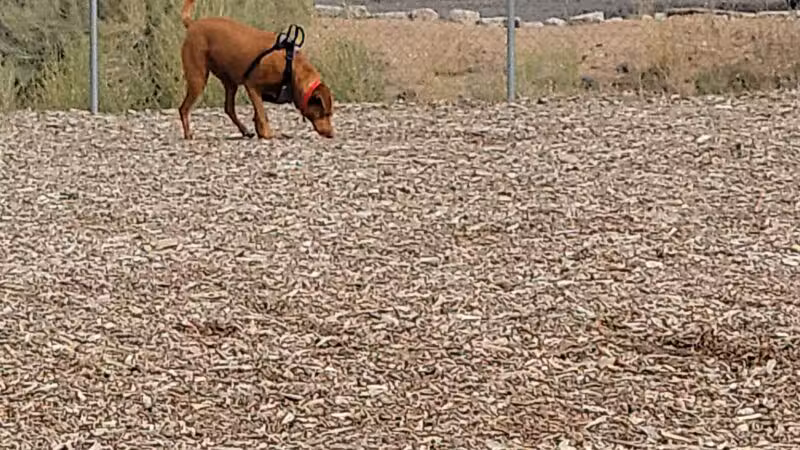 Willow's Dog Park - Kingman, AZ