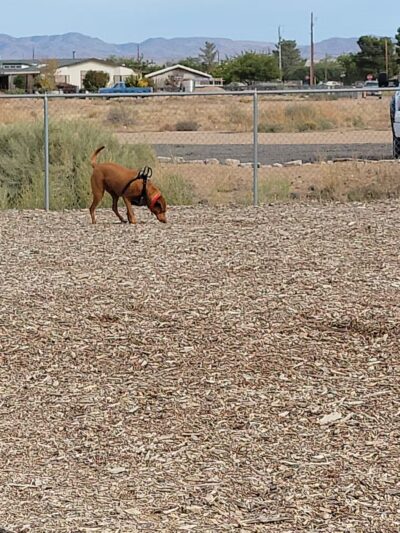 Willow's Dog Park - Kingman, AZ