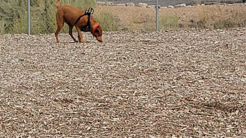 Willow's Dog Park - Kingman, AZ
