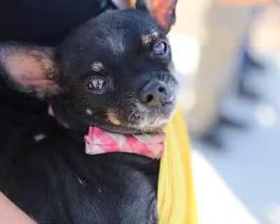 Willow's Dog Park - Kingman, AZ