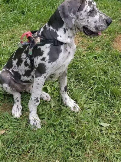 Kingsport Dog Park [MEMBERS ONLY] - Kingsport, TN