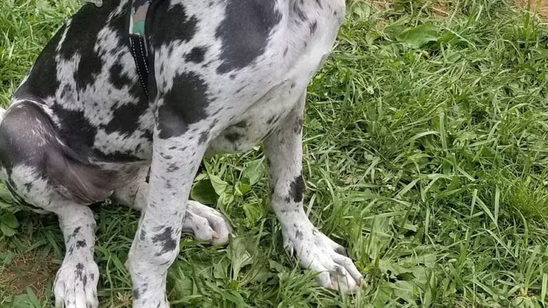 Kingsport Dog Park [MEMBERS ONLY] - Kingsport, TN