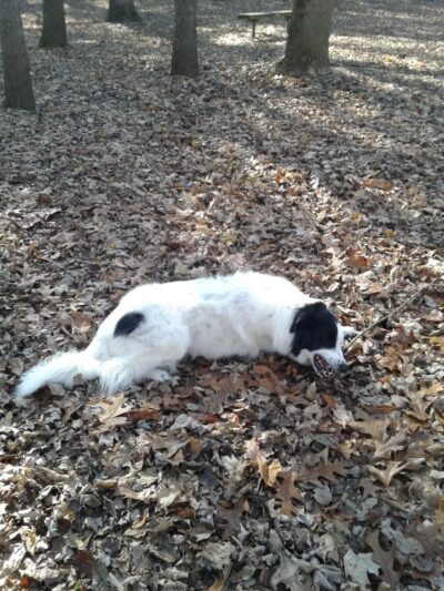 Kingsport Dog Park [MEMBERS ONLY] - Kingsport, TN