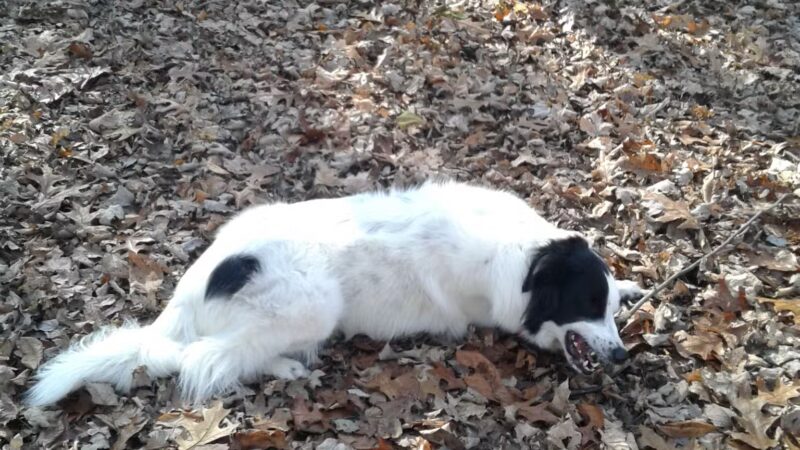 Kingsport Dog Park [MEMBERS ONLY] - Kingsport, TN