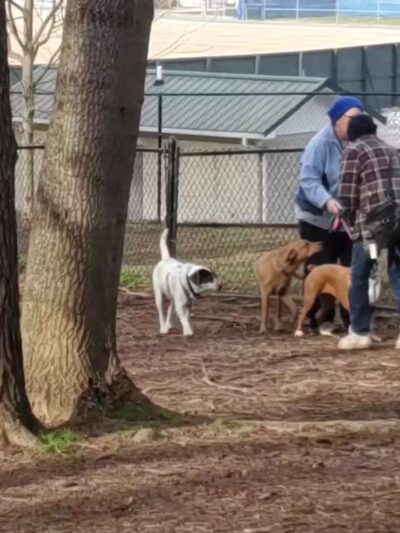 Kingsport Dog Park [MEMBERS ONLY] - Kingsport, TN