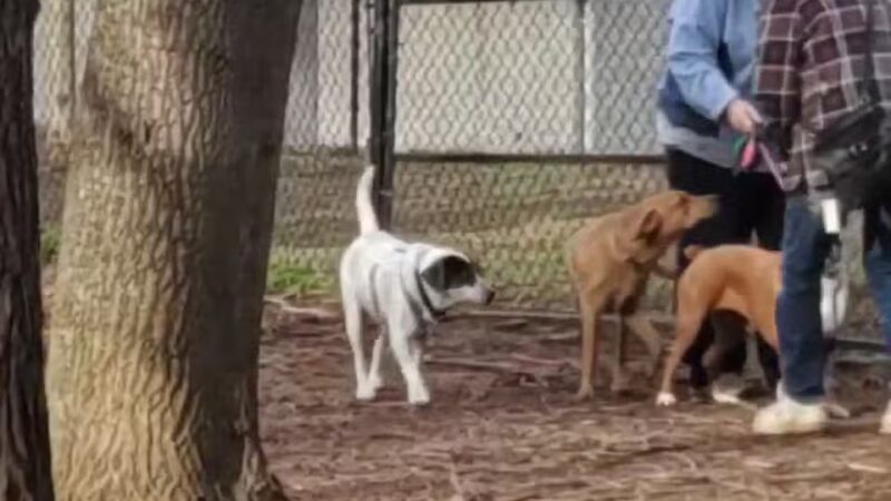 Kingsport Dog Park [MEMBERS ONLY] - Kingsport, TN