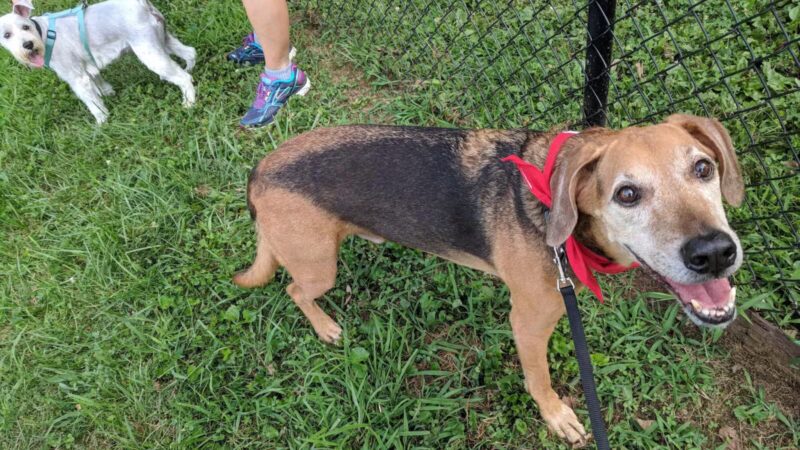 Kingsport Dog Park [MEMBERS ONLY] - Kingsport, TN