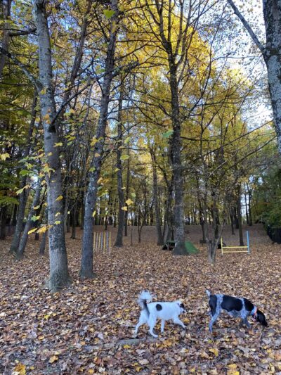 Kingsport Dog Park [MEMBERS ONLY] - Kingsport, TN