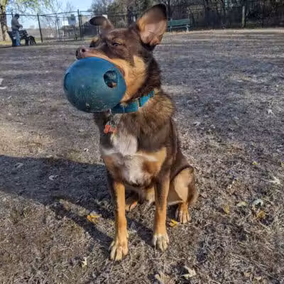Kingston Point Dog Park - Kingston, NY