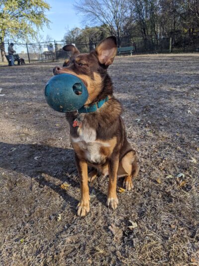 Kingston Point Dog Park - Kingston, NY