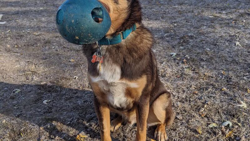 Kingston Point Dog Park - Kingston, NY