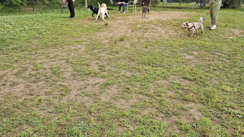 Kingston Point Dog Park - Kingston, NY