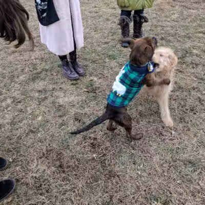 Kingston Point Dog Park - Kingston, NY