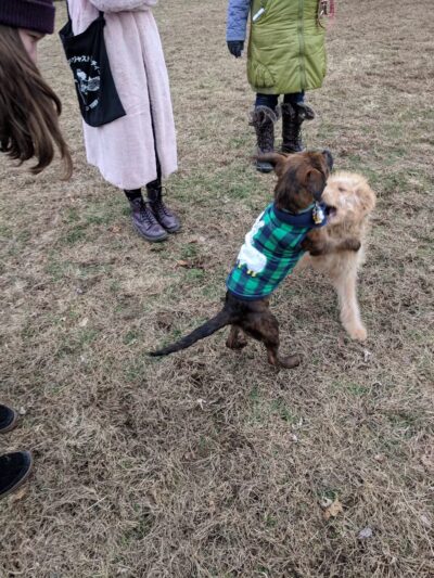 Kingston Point Dog Park - Kingston, NY