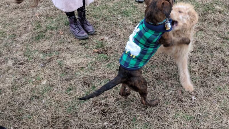 Kingston Point Dog Park - Kingston, NY